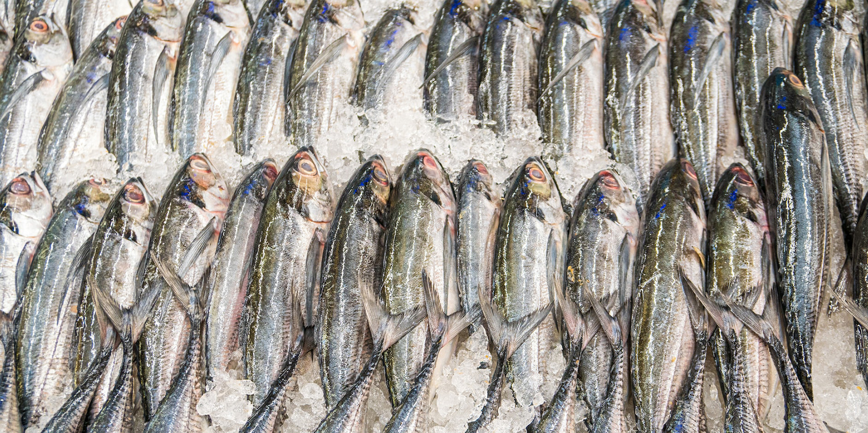 Global Market for Frozen Fish Export Opportunity Analysis